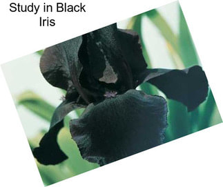 Study in Black Iris