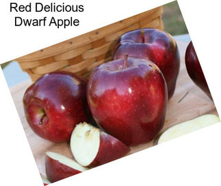 Red Delicious Dwarf Apple