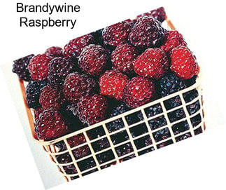 Brandywine Raspberry