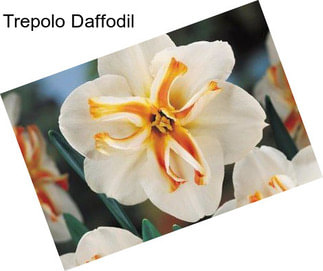 Trepolo Daffodil