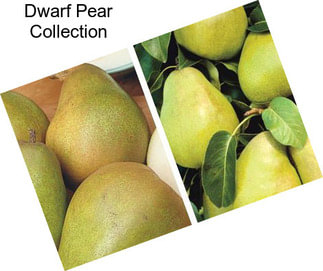 Dwarf Pear Collection