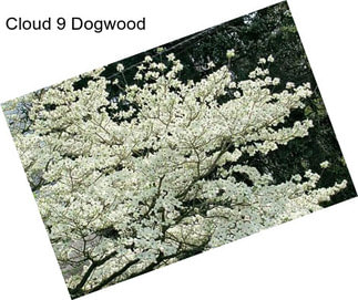 Cloud 9 Dogwood