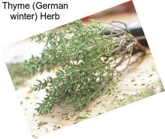 Thyme (German winter) Herb