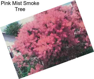 Pink Mist Smoke Tree