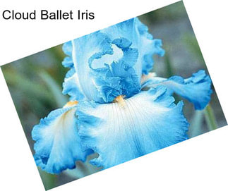 Cloud Ballet Iris