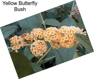 Yellow Butterfly Bush