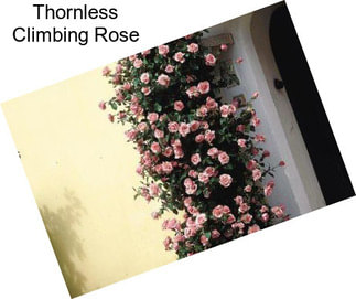 Thornless Climbing Rose