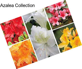 Azalea Collection