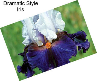 Dramatic Style Iris