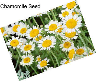 Chamomile Seed