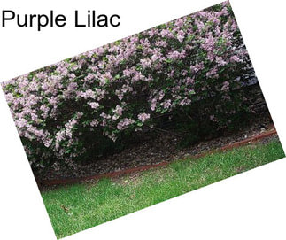 Purple Lilac