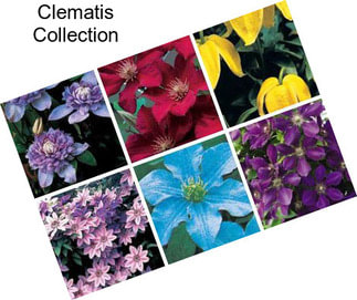 Clematis Collection