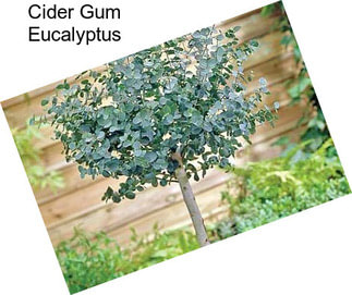 Cider Gum Eucalyptus