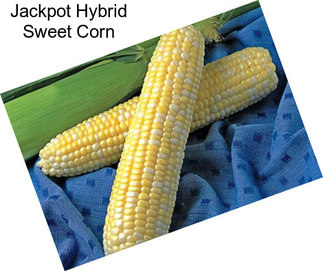 Jackpot Hybrid Sweet Corn