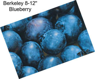 Berkeley 8-12\'\' Blueberry