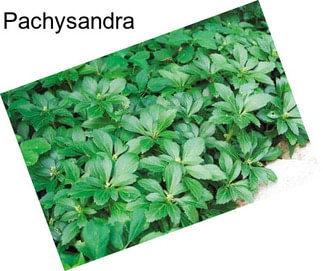 Pachysandra