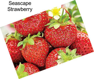 Seascape Strawberry