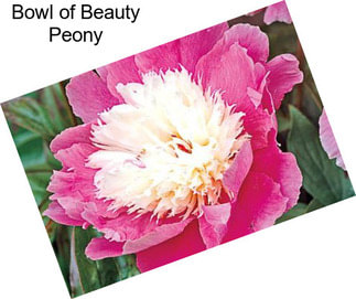 Bowl of Beauty Peony