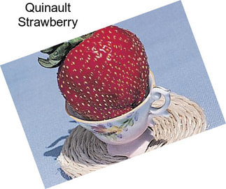 Quinault Strawberry