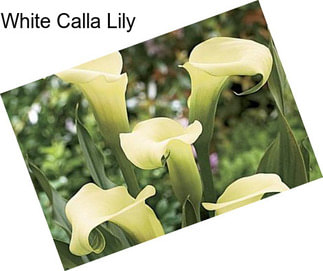 White Calla Lily