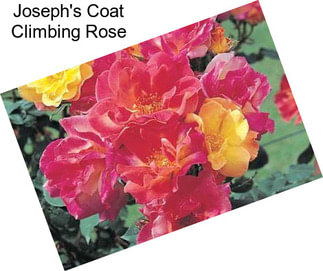 Joseph\'s Coat Climbing Rose