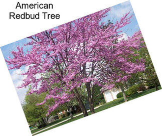 American Redbud Tree