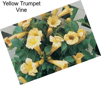 Yellow Trumpet Vine