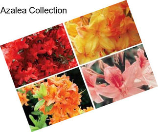 Azalea Collection