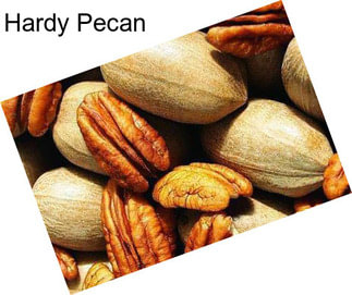 Hardy Pecan