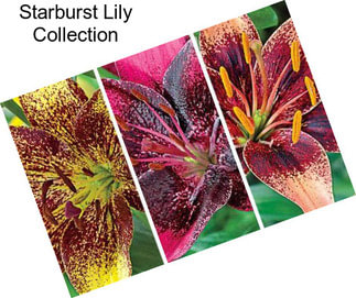 Starburst Lily Collection