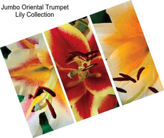 Jumbo Oriental Trumpet Lily Collection