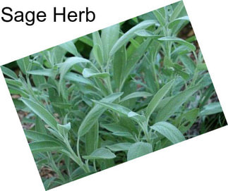 Sage Herb