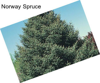 Norway Spruce