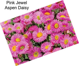 Pink Jewel Aspen Daisy