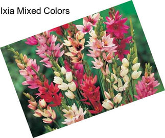 Ixia Mixed Colors