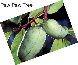 Paw Paw Tree