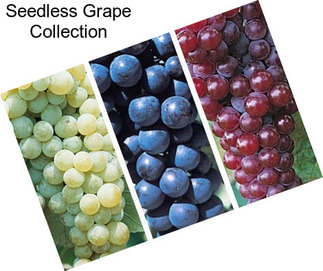 Seedless Grape Collection