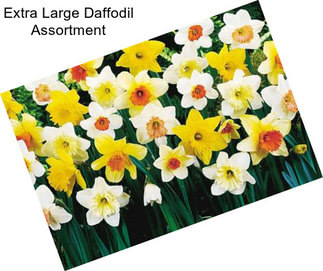 Extra Large Daffodil Assortment