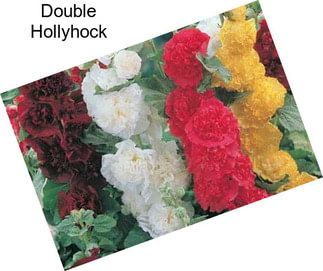 Double Hollyhock