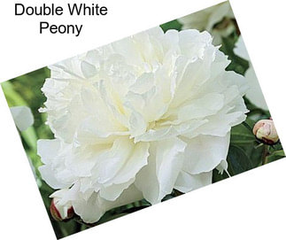 Double White Peony