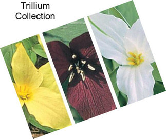 Trillium Collection