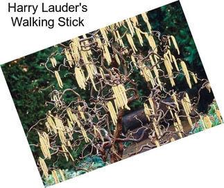 Harry Lauder\'s Walking Stick