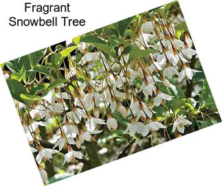 Fragrant Snowbell Tree