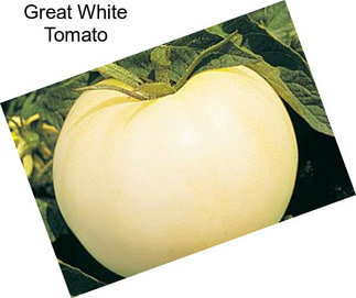 Great White Tomato