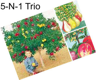 5-N-1 Trio