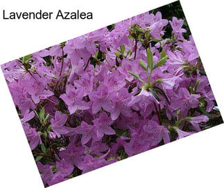 Lavender Azalea