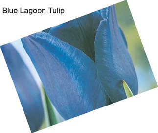 Blue Lagoon Tulip