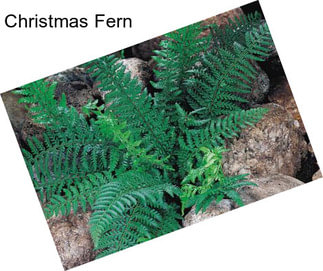 Christmas Fern