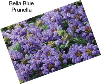 Bella Blue Prunella