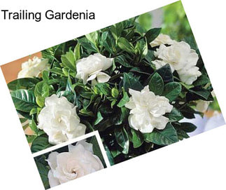 Trailing Gardenia